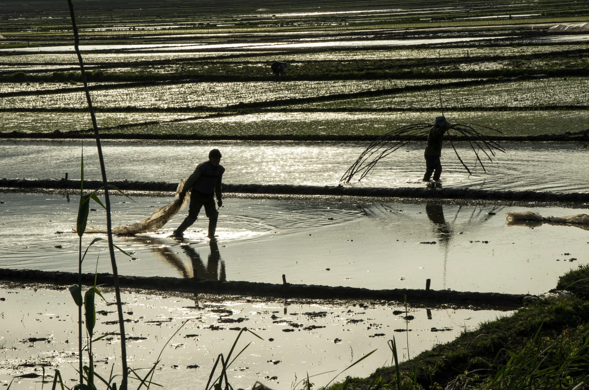 Soma Mater Newsletter – 06.04.2026