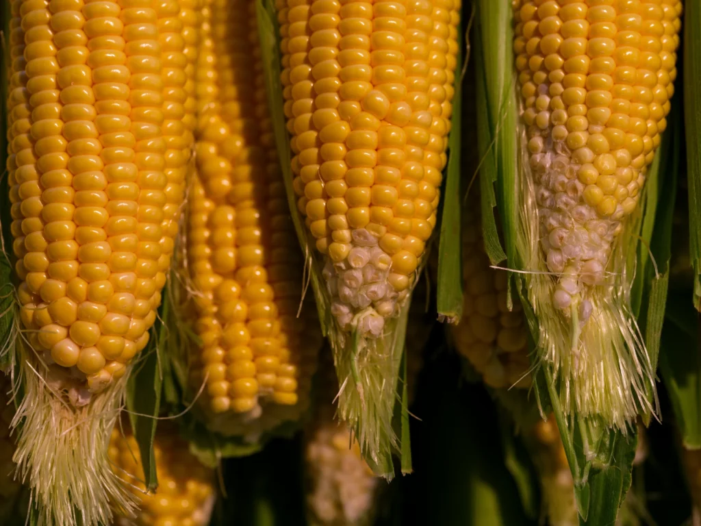 Corn to Culture: Al Ghurair’s Role in Abu Dhabi’s Alternative Protein Ecosystem